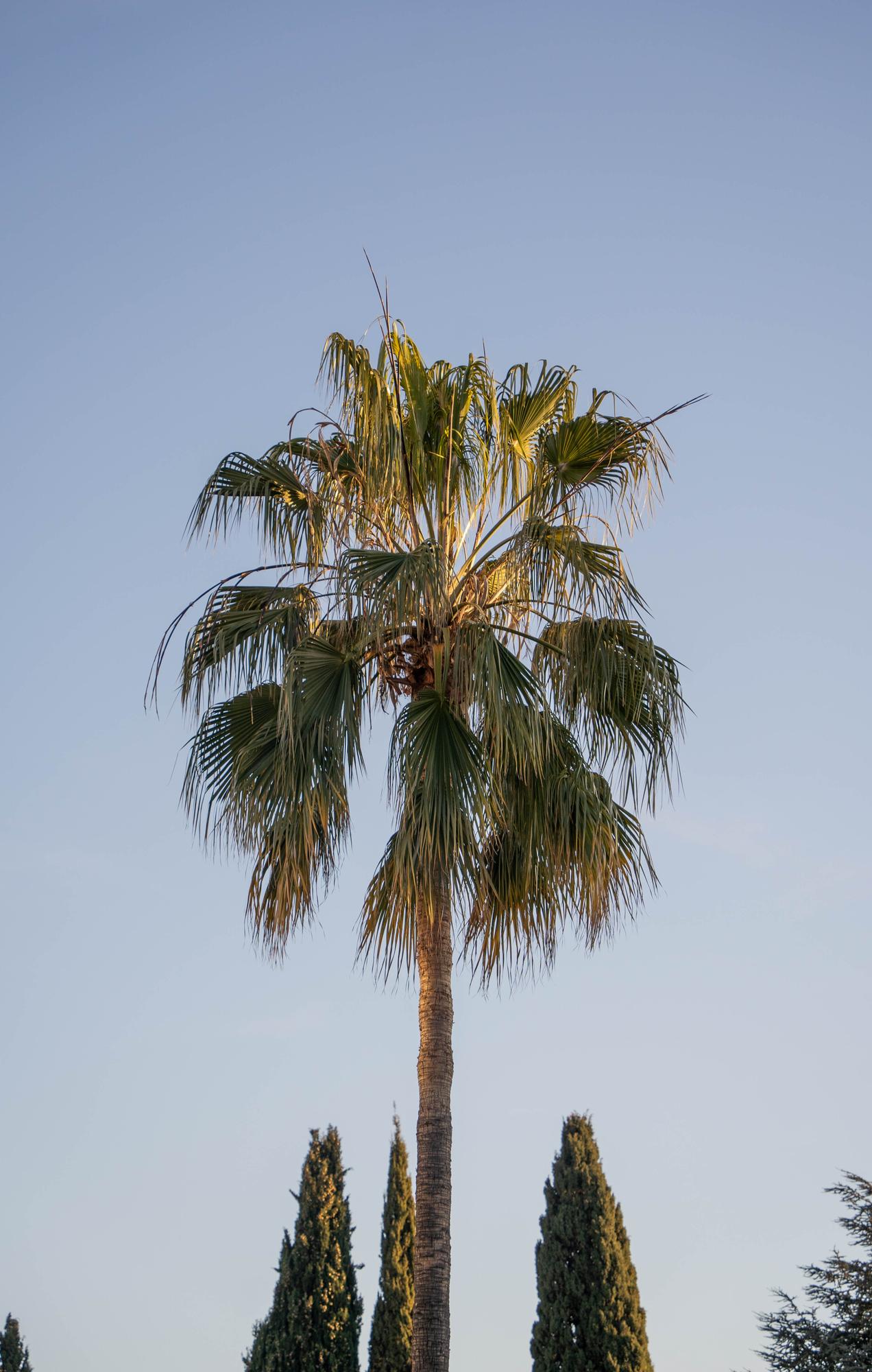 palm tree